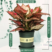 Ruyi Queen Gallon Basin