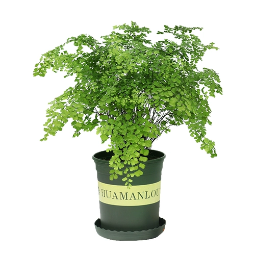 Зеленая посадка горшечные растения, украшенные формальдегидом, поглощающими формальдегидные растения в новой комнате.