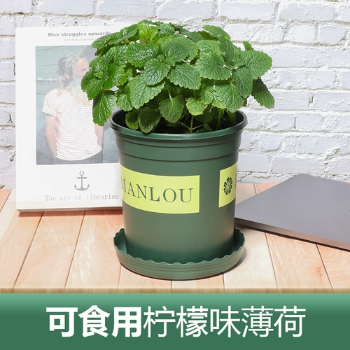 Большой картофель с мятой может быть большой горшок с катальной бакиной, абонизируя комары