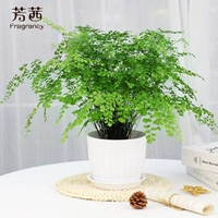 Железный проволочный папоротник имитация деревянного ковша