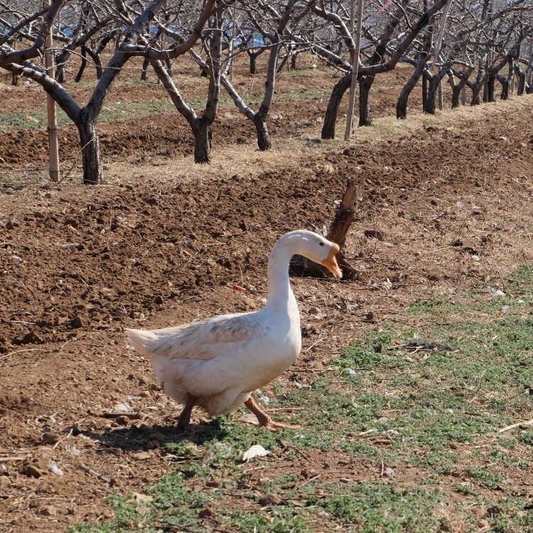 买新鲜老鹅肉现杀速冻的靠谱吗？——2026年挑选正宗农家散养鹅攻略 🌟