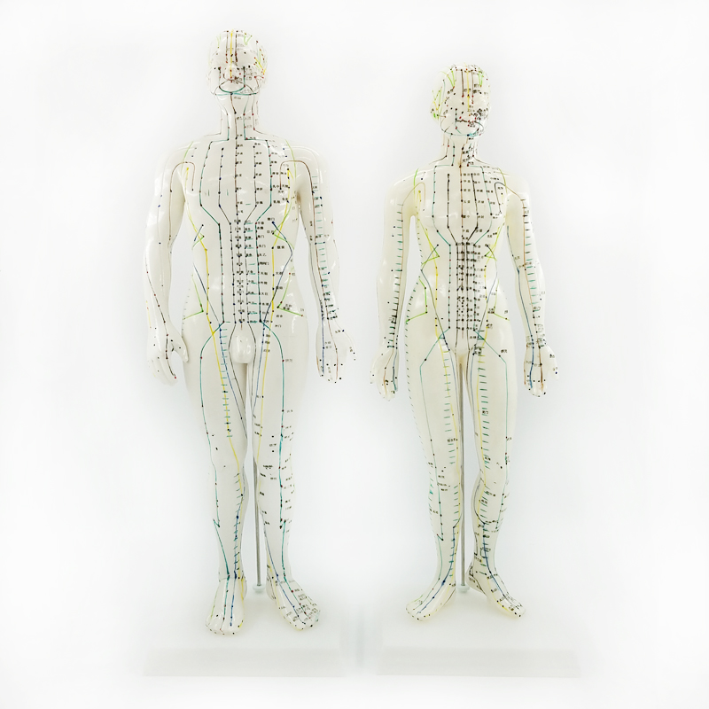Male model, female model, human model, human meridian model, human acupoint model, human model, acupuncture model for men and women