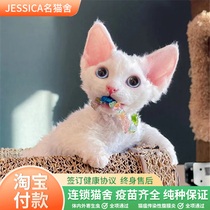 German curly kitten purebred pet cat live pure white pure black tabby two-color open face non-shedding elf cat