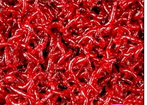 Extra large live bait extra-large live red insect mother pull bait live fresh red worm frozen fresh
