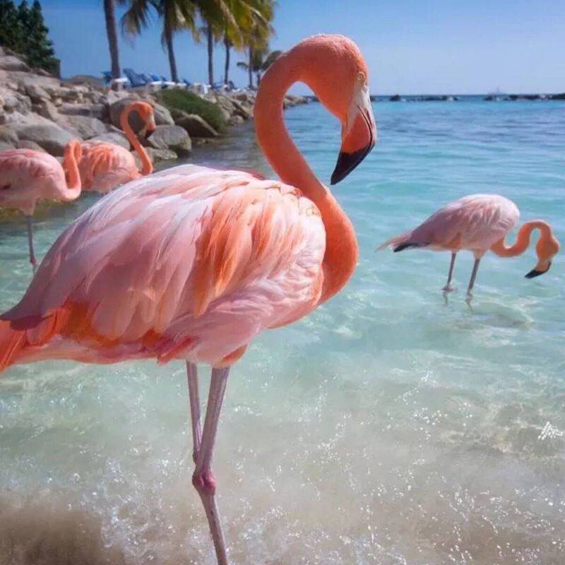 How many pieces will be taken by Shunfeng tonic postage superconnections