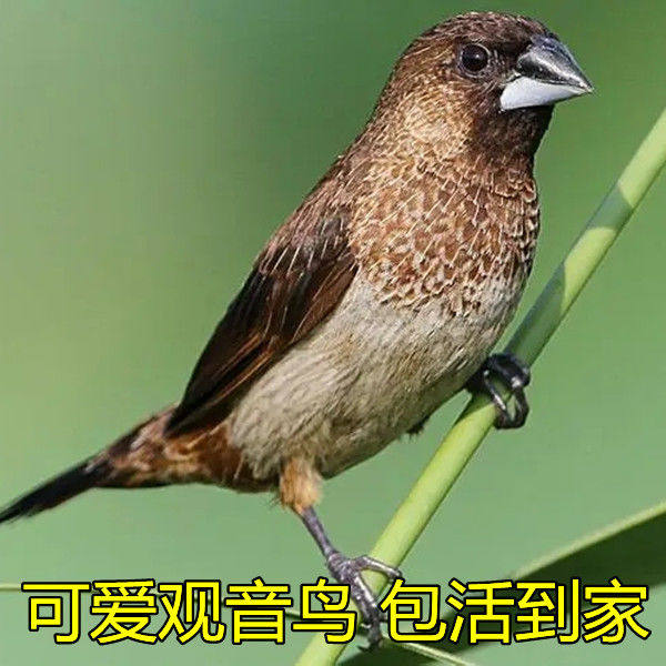 🐦🌟揭秘!真鸟买活鸟观赏鸟宠物观音鸟白珍珠鸟活体小鸟鸣文鸟牡丹绿桃鹦鹉,你家的下一个萌宠?!-鸟-淘宝好物网