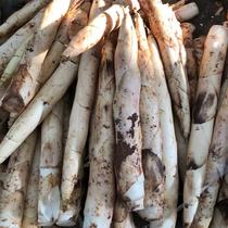 Zhejiang Shaoxing Zhuji specialty white shell ivory bamboo shoots 5 pounds