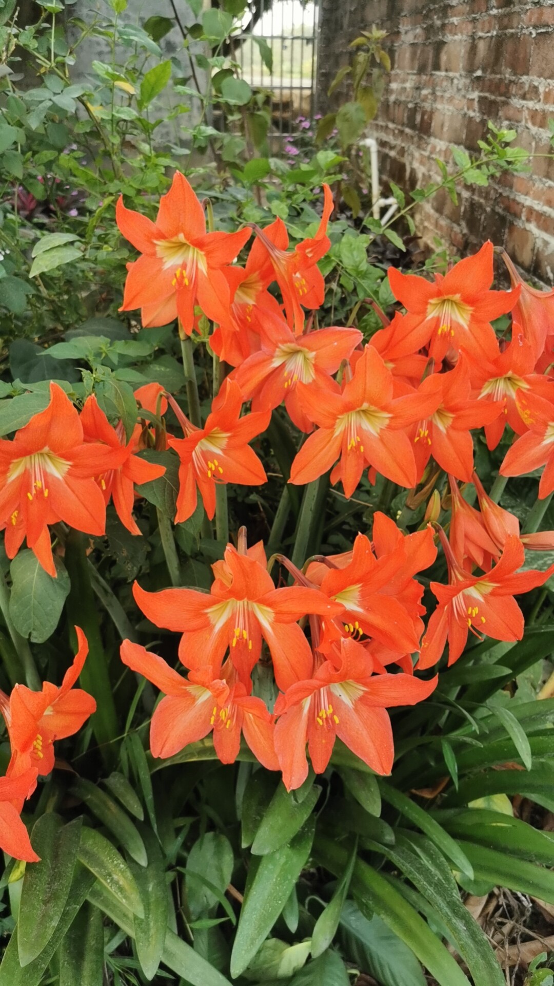 香花也果的LOGO