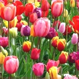 Тюльпан горшечные растения с цветочными почками и выращиванием воды в четыре сезона Тюльпан посадка цветочные растения гостиная зеленые растения цветы легко поднять