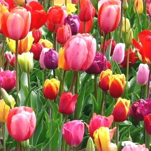 Тюльпан горшечные растения с цветочными почками и выращиванием воды в четыре сезона Тюльпан посадка цветочные растения гостиная зеленые растения цветы легко поднять