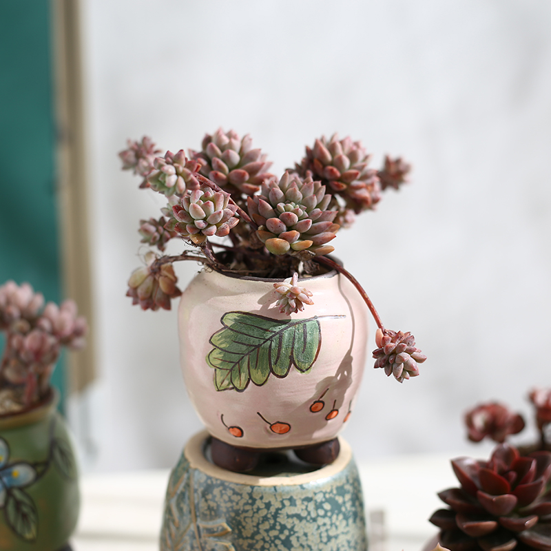 The Fleshy flowerpot ceramic special offer a clearance package mail large meat meat small basin of creative move contracted xi hand basin