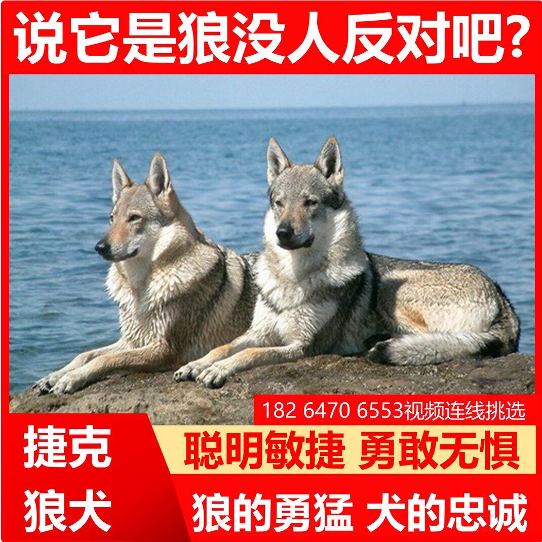 纯种捷克狼犬有哪些特点和优缺点?🐾-生活-淘宝百科网