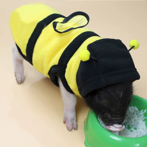 Biga Pig Boutique Clothing Clothing маленький свитер свиньи Свитер Super Citp