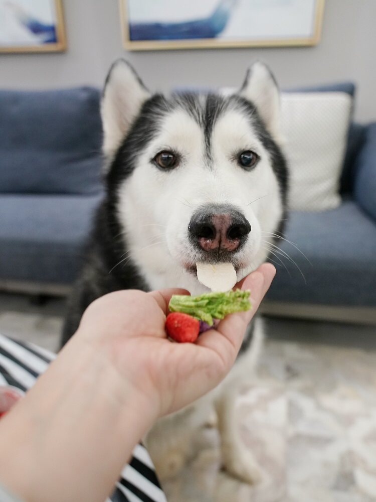 Собака закуски 大胖商店 它福冻干狗零食祇有果蔬蔬菜水果西兰花胡萝卜南瓜拌粮 Собака закуски 大胖商店 它福冻干狗零食祇有果蔬蔬菜水果西兰花胡萝卜南瓜拌粮