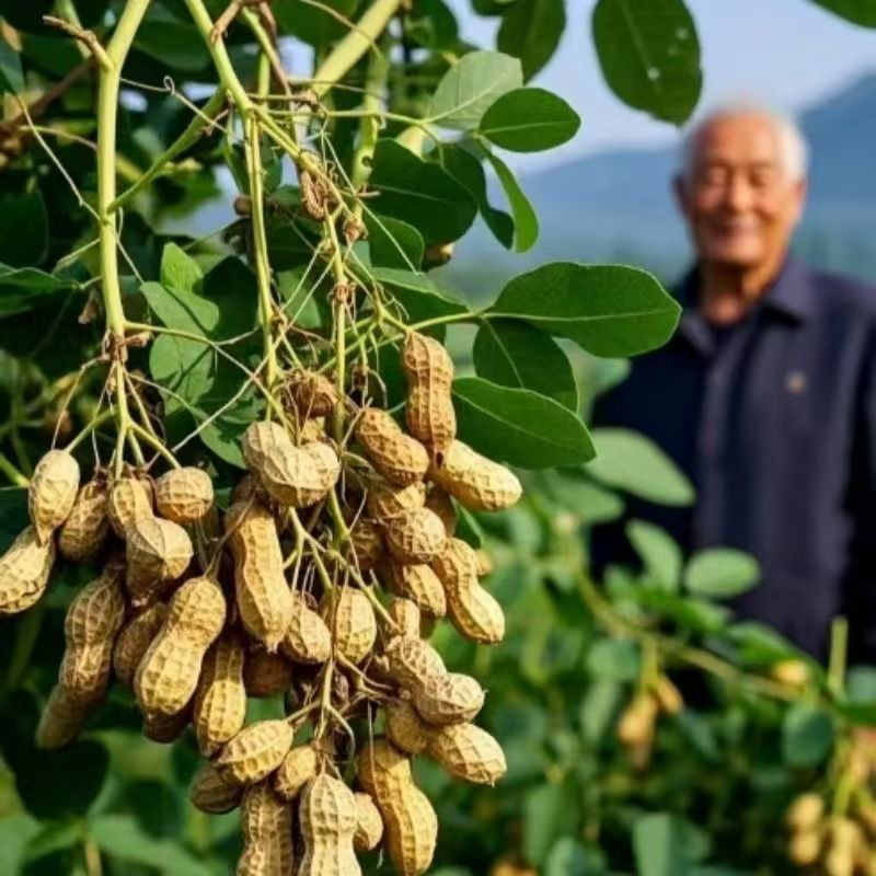 🌱新品树上花生种子!高产高油四季可种,阳台也能种出“坚果自由”?!-其它宠物粮食-淘宝好物网