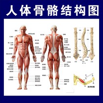 Medical and health human musculoskeletal medicine basic knowledge popular science introduction poster hanging painting self-adhesive paper