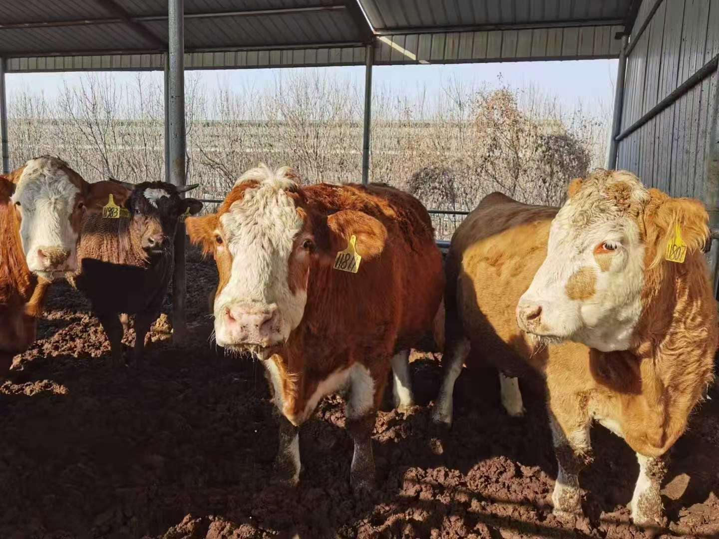 Jumbo Gifts Pure Coffee Farm Straight out of Homogenized Milk Hanging Cup Creamy Childhood Flavor