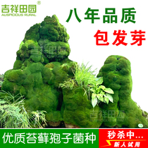 Rockery bonsai Moss seed Moss seed spore powder absorbent stone grass seed water stone plant evergreen