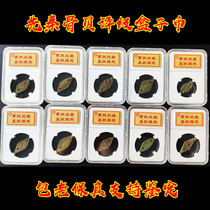 Pre-Qin bone shell coins Fidelity ancient coins genuine antiques rare products extremely beautiful 85 points