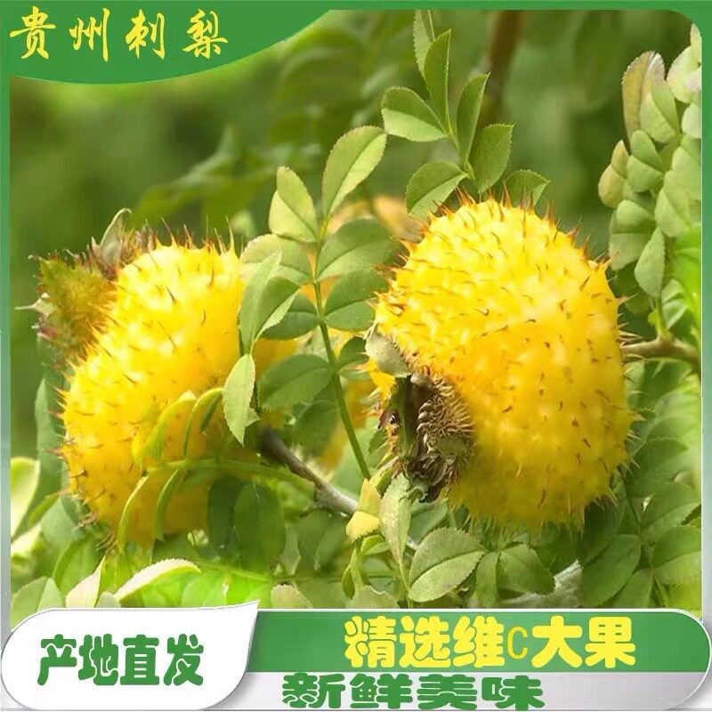 25年贵州野生鲜果刺梨，维C王者来袭！让你泡出健 …