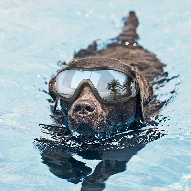 Pet Dog Glasses Doberman Husky Samoyed Bit German Shepherd Golden Retriever Large Dog Waterproof Goggles