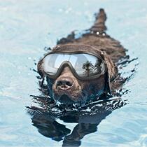 Pet dog dog glasses Dubin Husky Samoyabits German shepherd Golden Retriever waterproof goggles