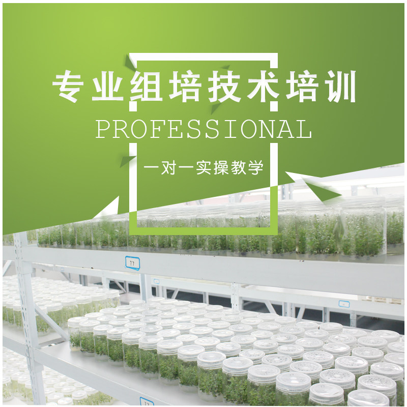 组培学院植物组织培养技术培训一对一培训含配方专业技术教学