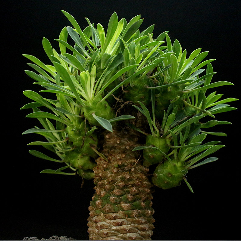 花定緣鐵甲麒麟峨眉山鐵甲丸開花老樁多肉大戟科仙人掌仙人柱