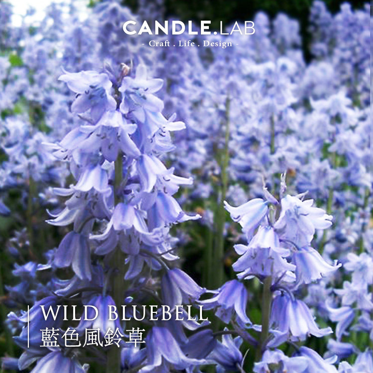 CANDLE LAB) Blue Wind Bell Spice DIY fragrant lavender candle Scented Stone Wind Bellgrass Fragrant Lavender Essential Oils 24