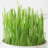 Кошачьи семена Гидропонная кошка с закусками для волос -шар -шар -мячи для волосатых семян для семян для семян семян