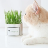 Кошачьи семена Гидропонная кошка с закусками для волос -шар -шар -мячи для волосатых семян для семян для семян семян