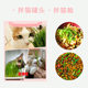 cat grass hydroponic cat grass seed cat mint cat snacks for cats , cat grass set to remove hair balls and ທາດບໍາລຸງດິນ