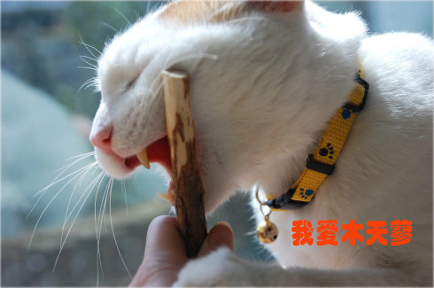 Gỗ Scorpion Mèo Bạc Hà Mèo Mol Rod Đồ Chơi Cắn Rod Kitten Snack Mèo Sạch Răng Kitten Mèo Stick 5 Gậy đồ ăn vặt cho mèo	