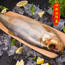 Qingdao special soup pickled salted white scaly fish Authentic Shandong mud fish 1 16 pounds of stinky mildew plum salty fish