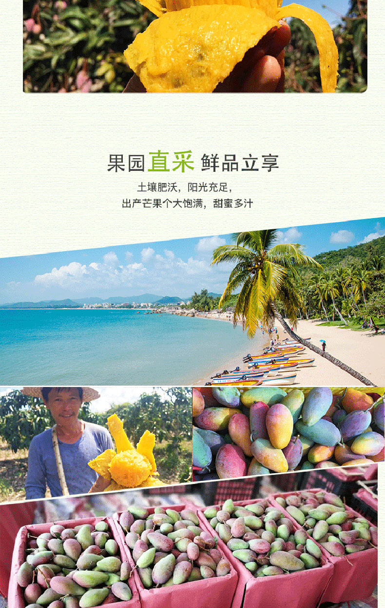 海南 贵妃芒 红金龙芒果 净重9斤 中果100-150g 图5