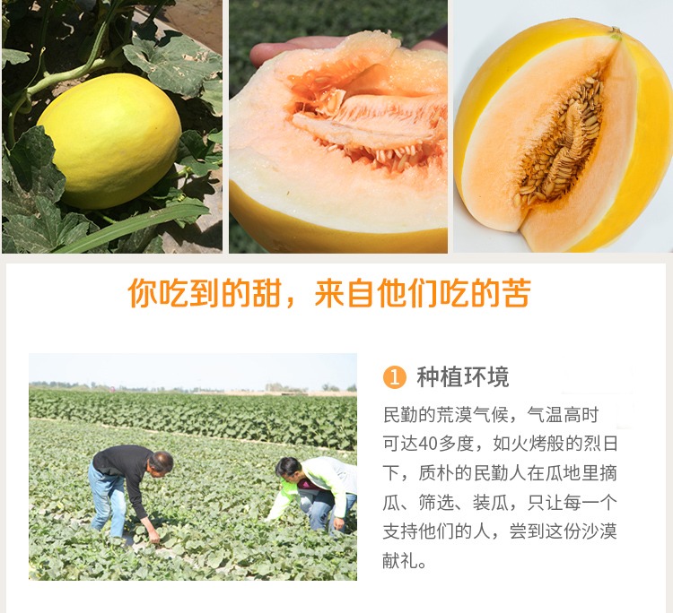 伊千寻 当季甘肃民勤黄金蜜瓜 3颗净重8.7-9斤 图8