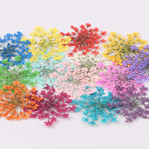 12 30Pcs Pressed Dried Ammi Majus Flower Dry Plants Necklace