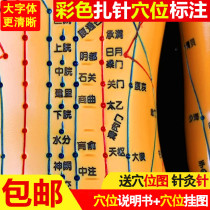 Human Meridian acupoint map Chinese medicine acupuncture model medical massage male and female teaching small man whole body acupuncture can be punctuated