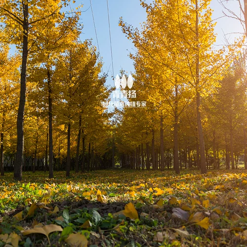 [Список горячих продаж] Дерево Ginkgo Gonde Leaf теперь копает уровень саженцев