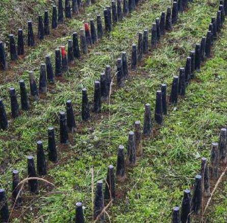 Make leek yellow garlic yellow with plastic barrel roof cover leek yellow cover leek yellow special planting cylinder outer cover sunscreen