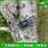 Реалистичная маленькая игрушка, паук