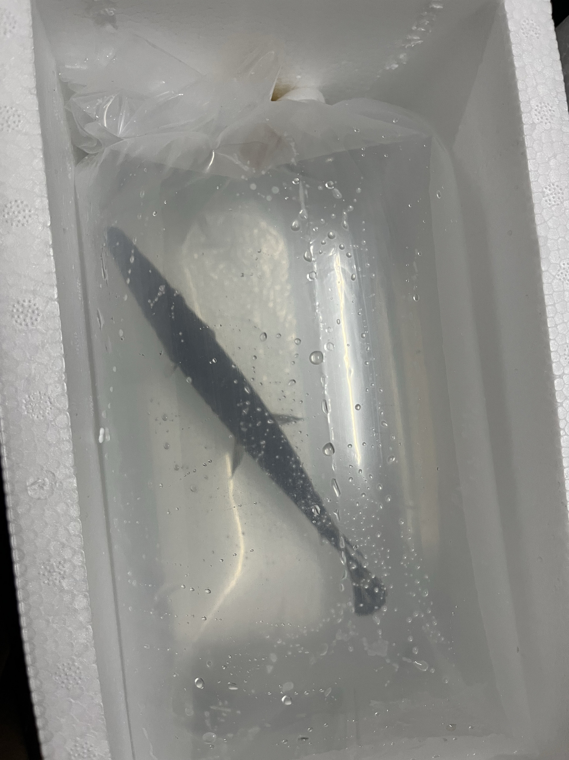 福鱼尖鱼:大型凶猛观赏鱼的不二之选?🐟深度解析与推荐-鱼-淘宝好物网