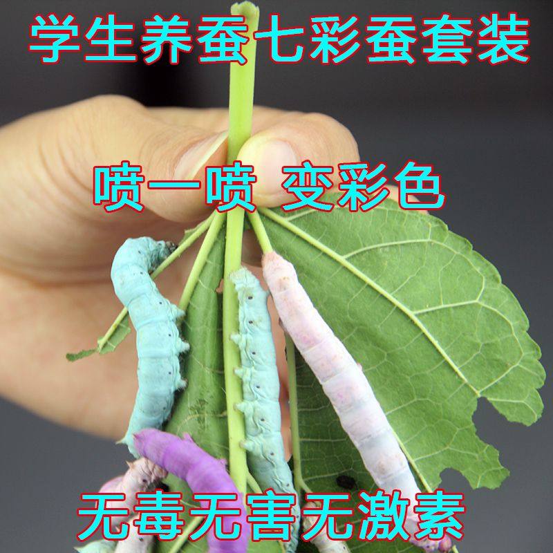 Scientific large-leaf larvae live silkworm baby color now pick tender leaf feed new package silkworm feeding photographed