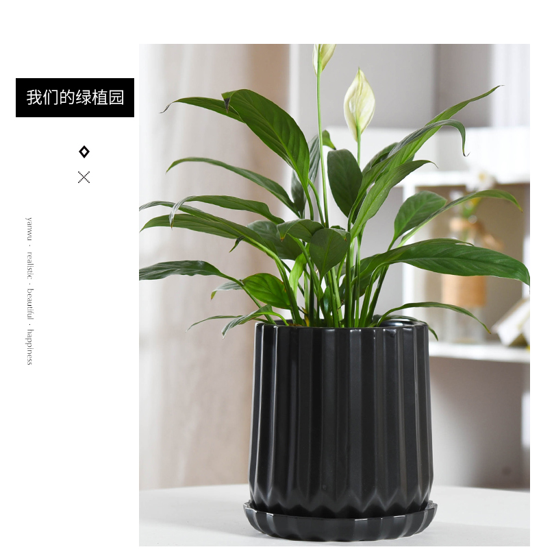 Flowerpot ceramic contracted white Nordic style of creative move pallet money plant green plant the plants mostly meat Flowerpot