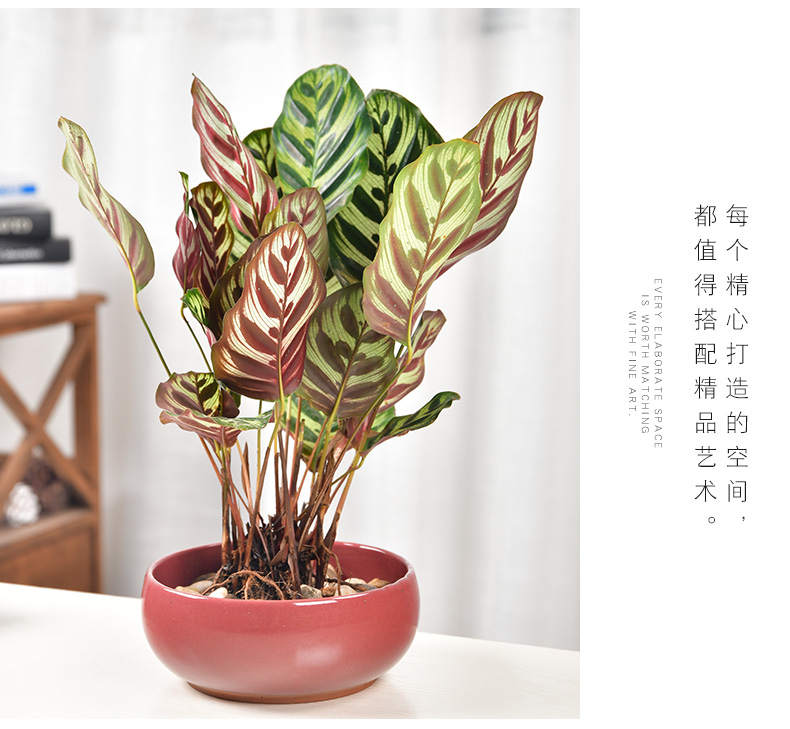 The Leaf of the lotus copper grass flower pot daffodil water lily bowl lotus non - porous ceramics special clearance hydroponic water raise more meat