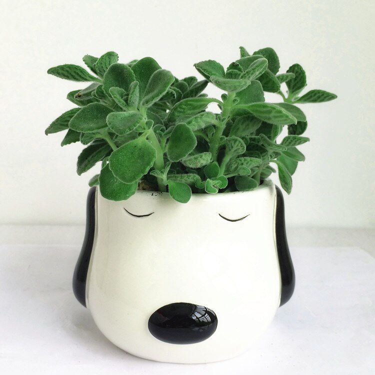 包邮桌面盆栽绿植多肉碰碰香一抹香一摸香 驱蚊提神薄荷香草植物