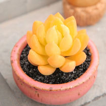Yellow Beauty Multimeat Plant Combined Potted Plant New Hands Good Meat Botany Indoor Flowers Green Planting Potted Small Bonsai