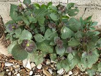 Perilla Perilla Root Naturally dried Perilla Root 50g