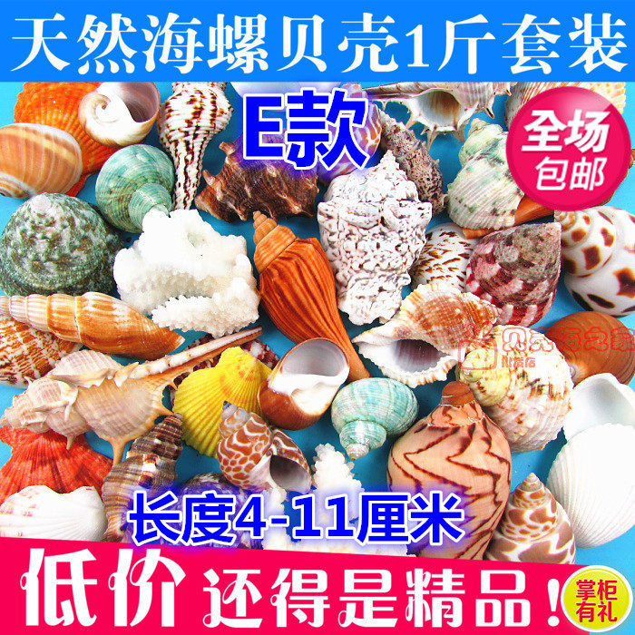 天然贝壳海螺海星标本礼盒装少年儿童海洋科普材料 送礼 3盒包邮