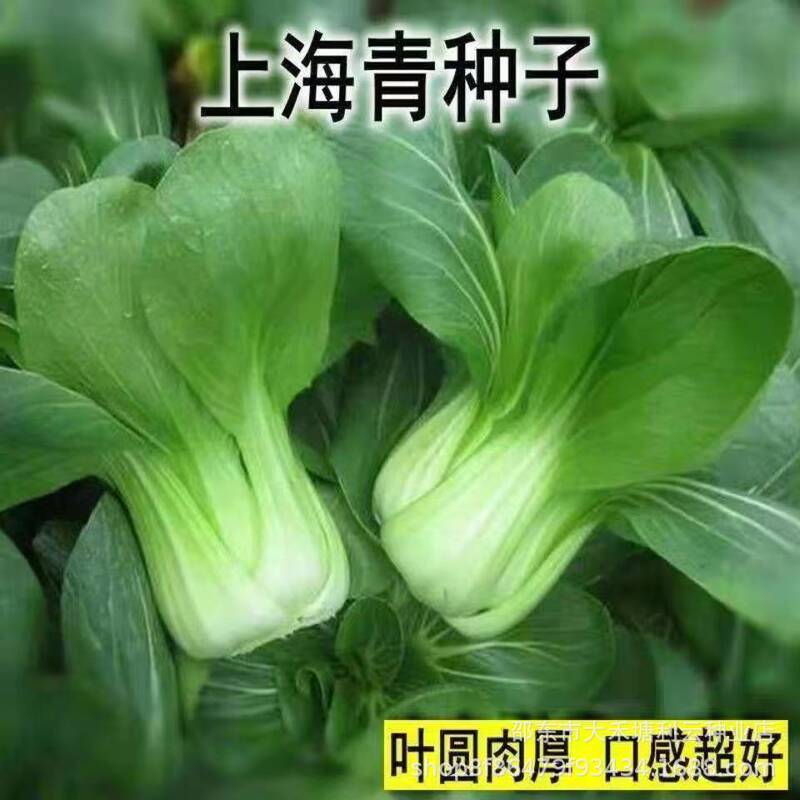 Four Seasons Shanghai Green Seeds, Cabbage Seeds, Vegetable